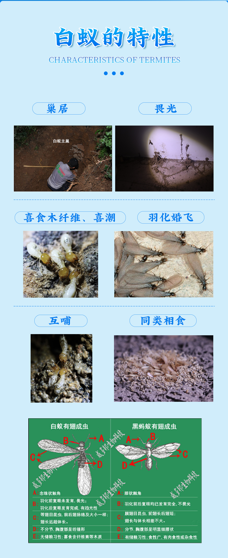 強(qiáng)力誘殺管_04.jpg