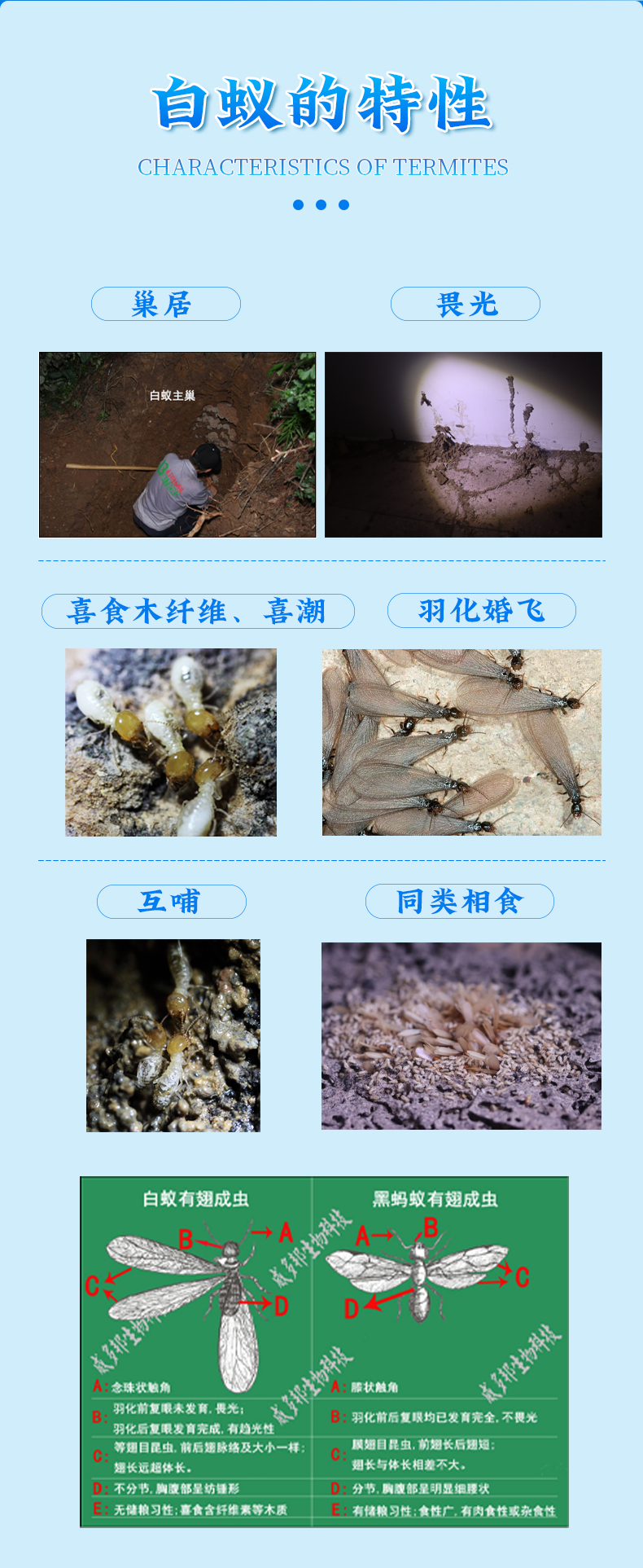 特效白蟻粉劑_04.jpg