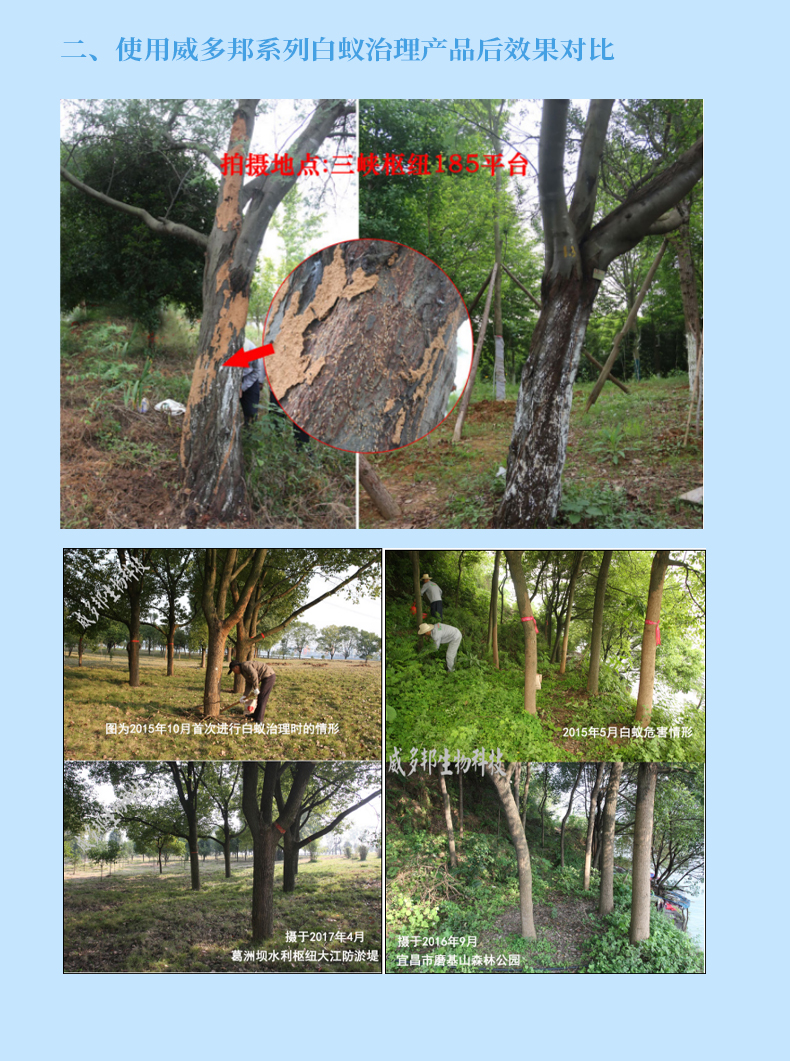 八味強(qiáng)力白蟻誘殺塊_12.jpg