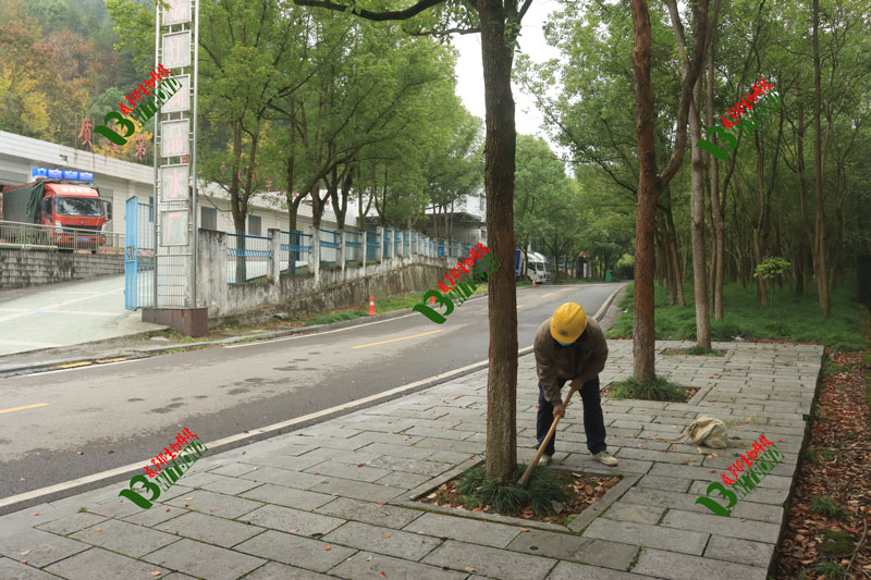 06樹木.jpg